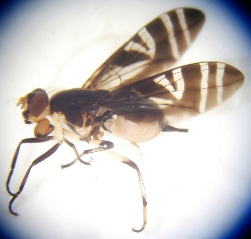 Engistoneura catogastera